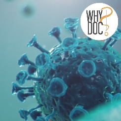 Vaccin papillomavirus – WhyDoc