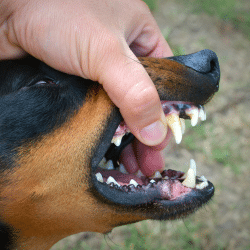 Morsures d&rsquo;animaux